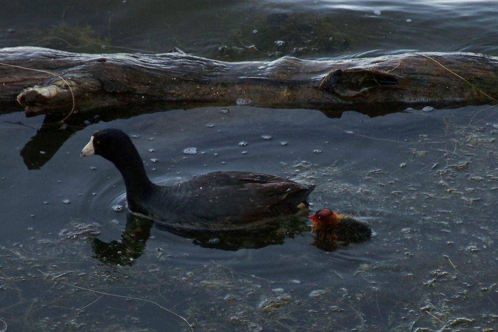 American coot (commons.wikimedia.org/Eugene Zelenko)