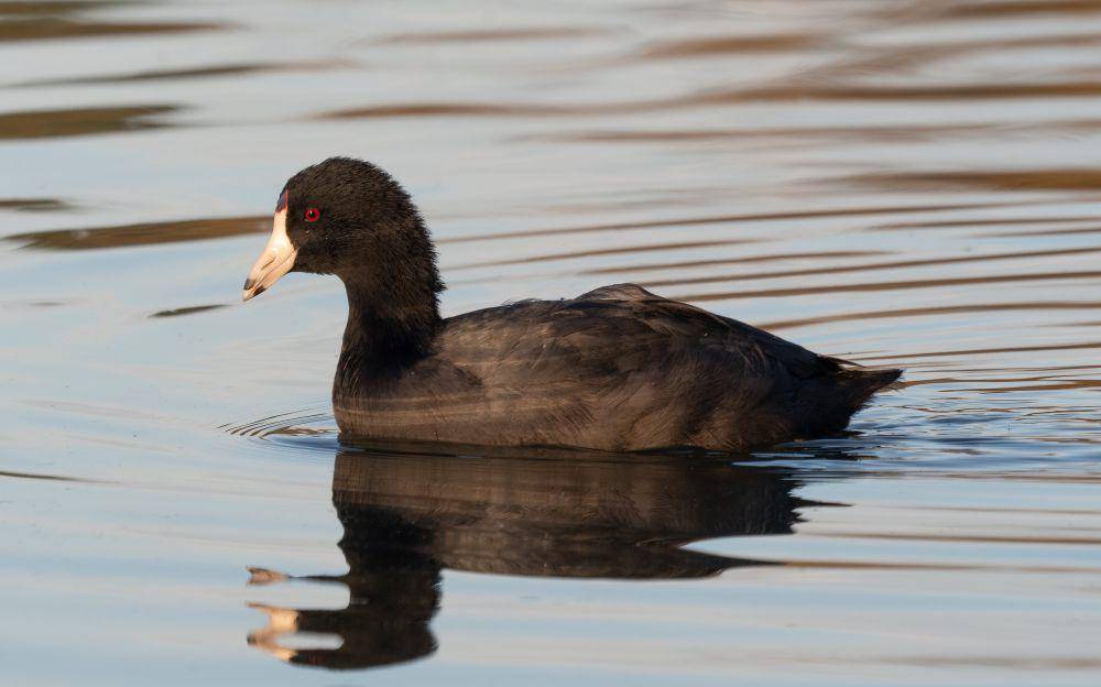 American coot (commons.wikimedia.org/Rhododendrites)