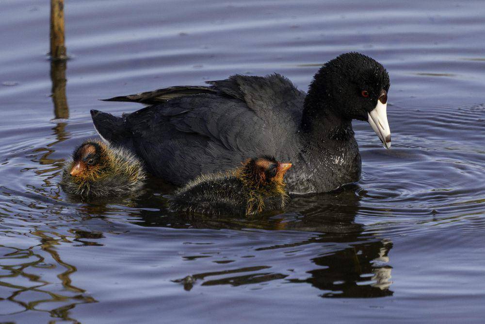 American coot (commons.wikimedia.org/Casey Klebba)