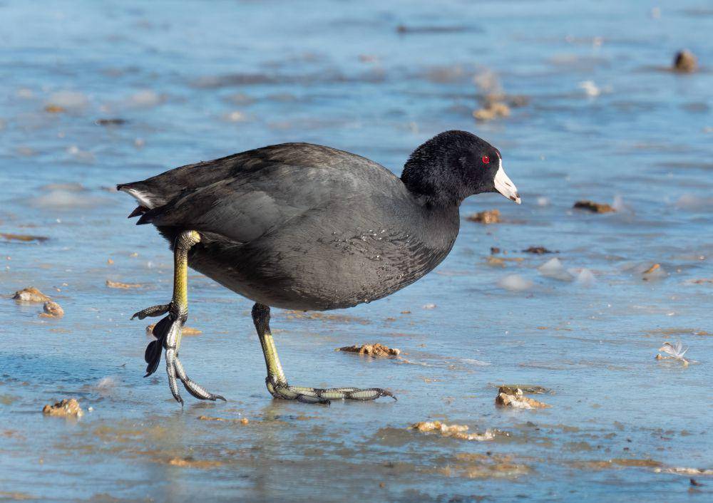 American coot (commons.wikimedia.org/Rhododendrites)