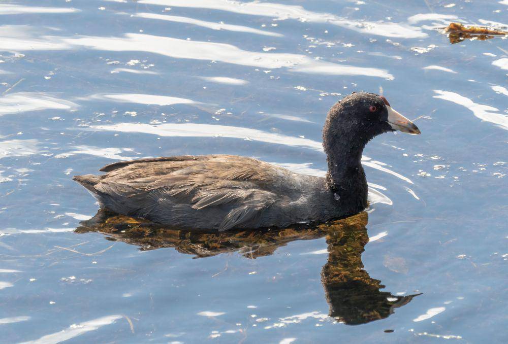 American coot (commons.wikimedia.org/Rhododendrites)