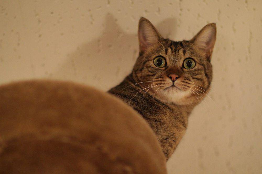 Kucing (commons.wikimedia.org/Takashi Hososhima)