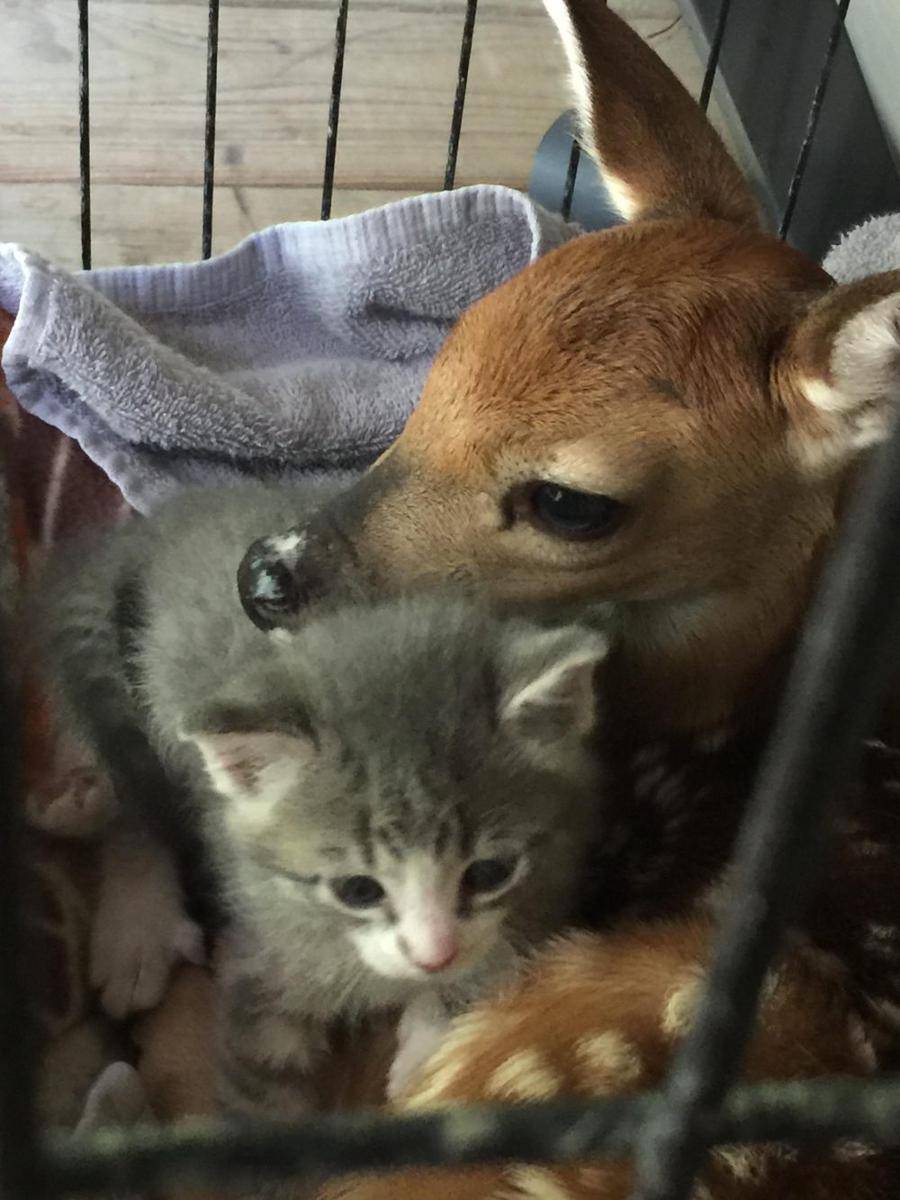 foto lucu kucing dibucinin rusa (reddit.com/ramens_noodle)