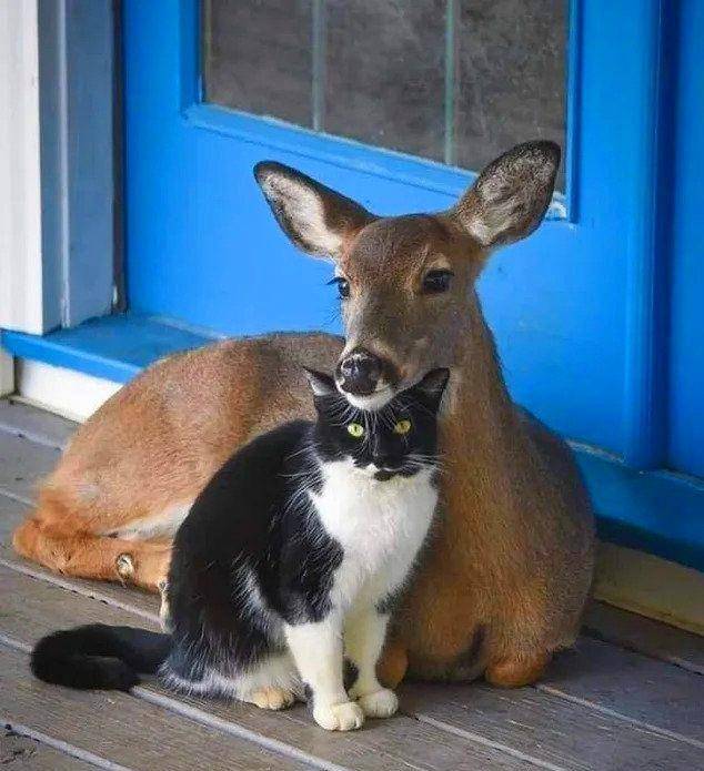 foto lucu kucing dibucinin rusa (reddit.com/Full-Mulberry5018)