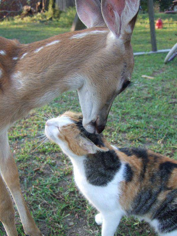 foto lucu kucing dibucinin rusa (reddit.com/Full-Mulberry5018)