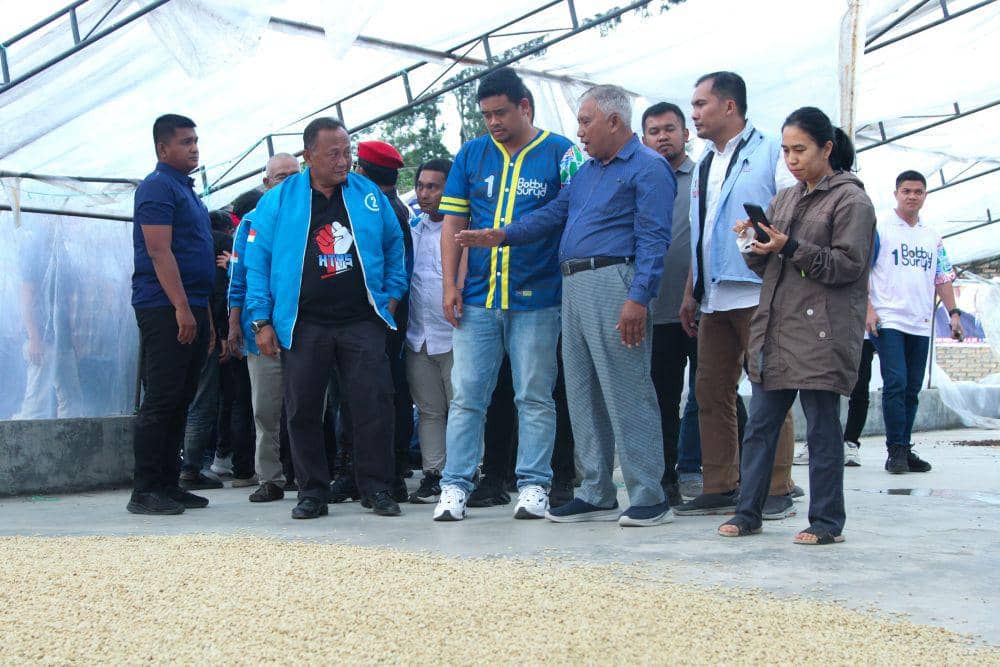 Bobby Nasution dan Hendri Tumbur saat mengunjungi sentra kopi di Kecamatan Lintong Nihuta, Humbahas, Jumat (8/11/2024) (dok.istimewa)