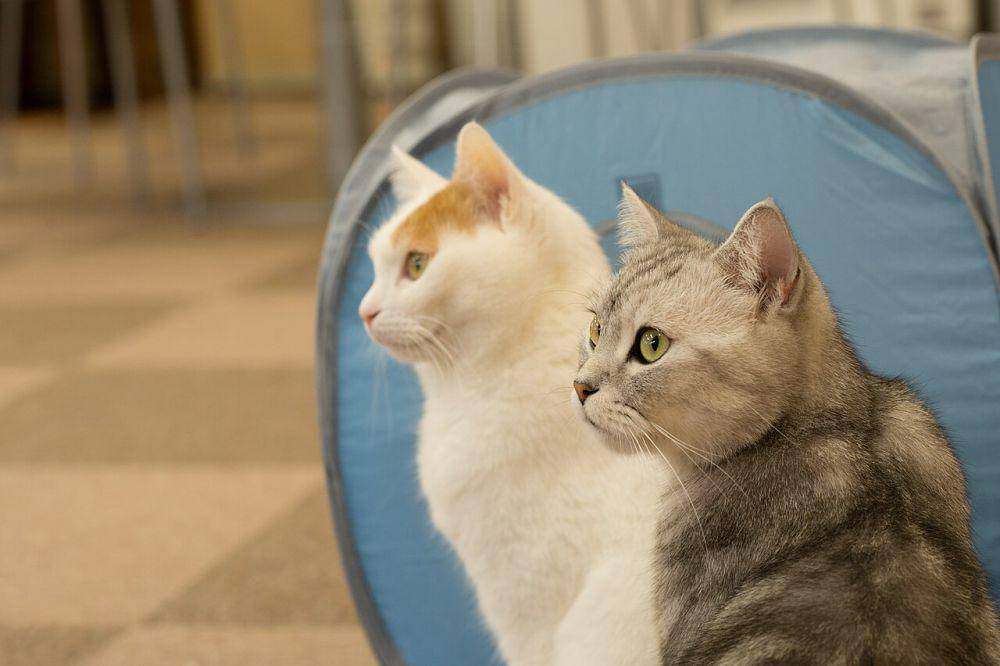 Kucing (commons.wikimedia.org/Takashi Hososhima)