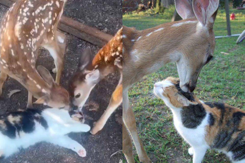kolase foto lucu kucing dibucinin rusa (reddit.com/Darklymisfit I reddit.com/Full-Mulberry5018)