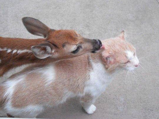 foto lucu kucing dibucinin rusa (reddit.com/Full-Mulberry5018)
