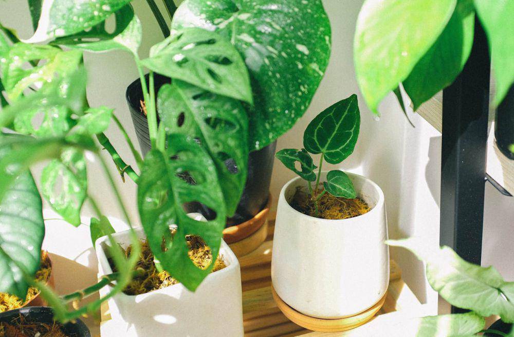 tanaman dengan daun mengkilap (pexels.com/Huy Phan)