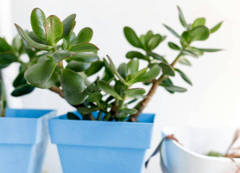 ilustrasi tanaman jade plant (pexels.com/Nataliya Vaitkevich)