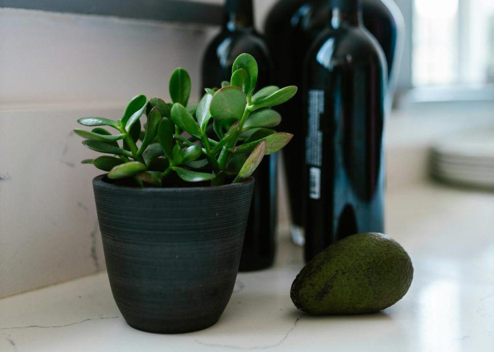 Apa Manfaat Jade Plant di Kamar Tidur? Bisa Kurangi Stres