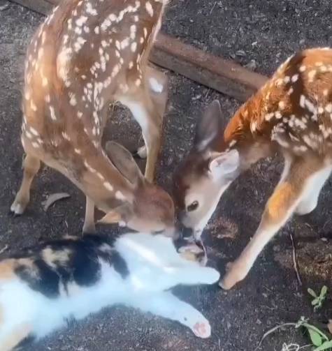 foto lucu kucing dibucinin rusa (reddit.com/Darklymisfit)