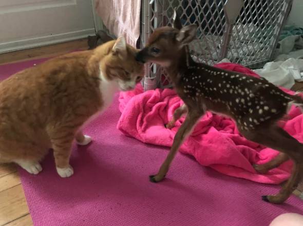foto lucu kucing dibucinin rusa (reddit.com/avocadope1)