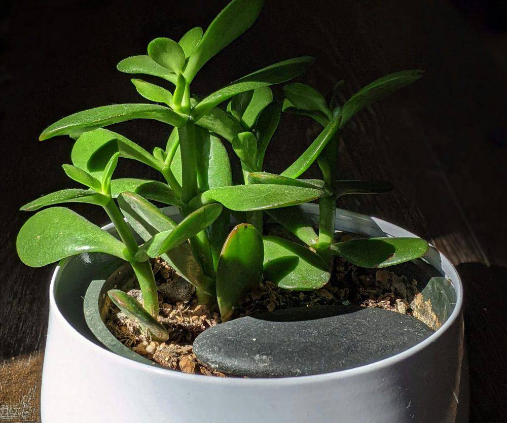 ilustrasi jade plant (unsplash.com/Susan Wilkinson)