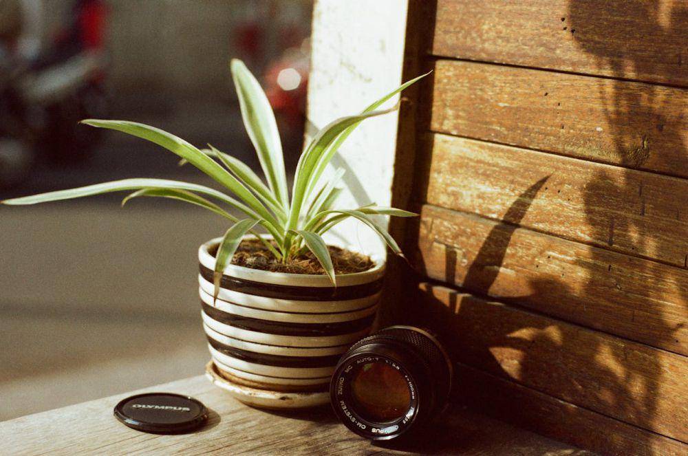 ilustrasi spider plant (pexels.com/Phong Tran)