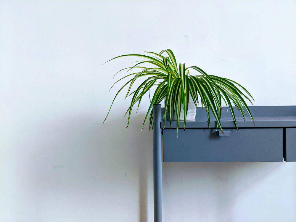 ilustrasi spider plant (unsplash.com/Lucian Alexe)