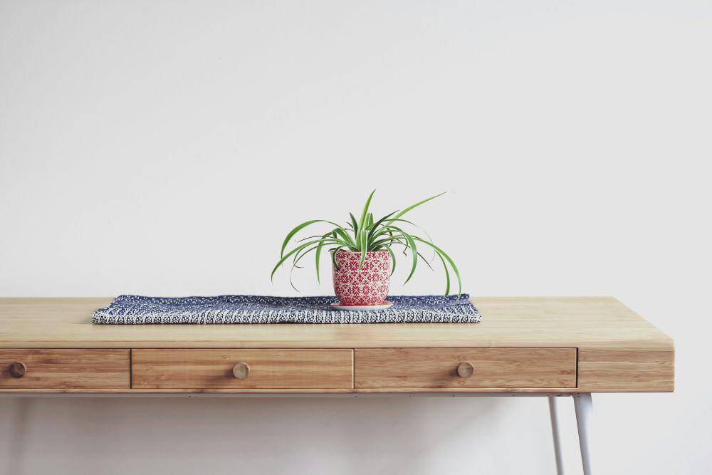 ilustrasi spider plant (unsplash.com/Abel Y Costa)