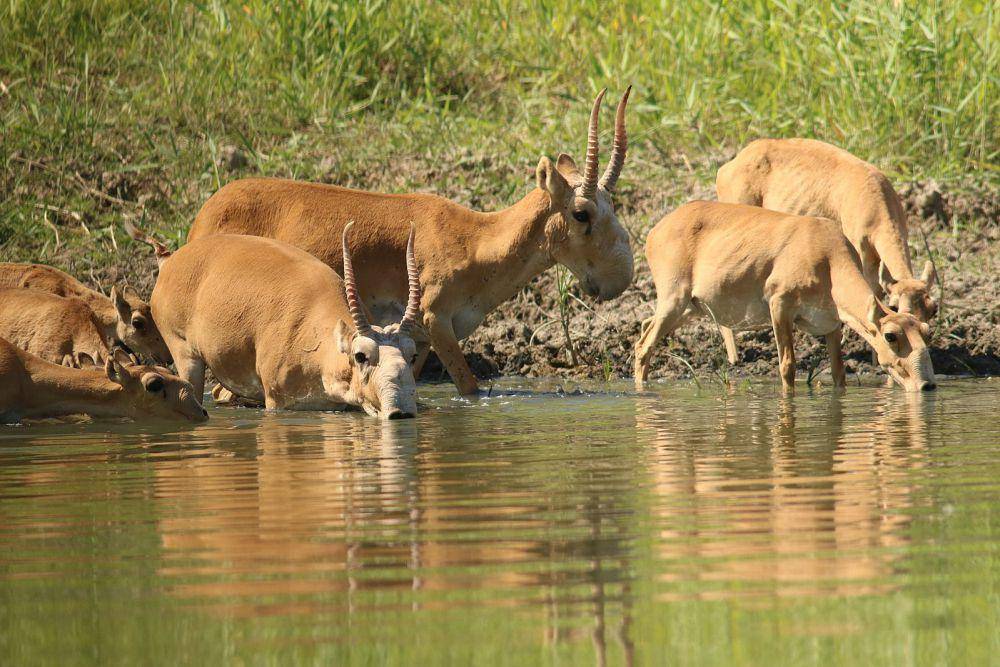 ilustrasi antelop saiga (wikimedia.org/AleksandrPutilin)