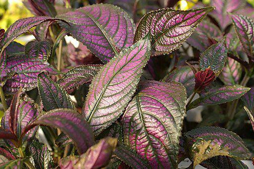 Persian shield (commons.wikimedia.org/David J. Stang)