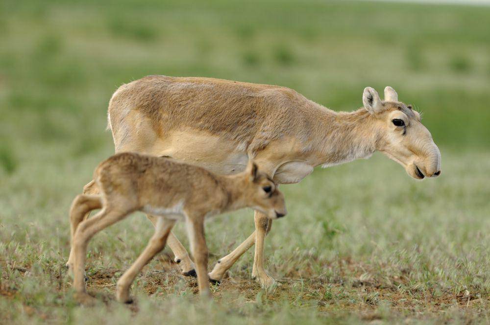 ilustrasi antelop saiga (flickr.com/U.S. Fish and Wildlife Service Headquarters)