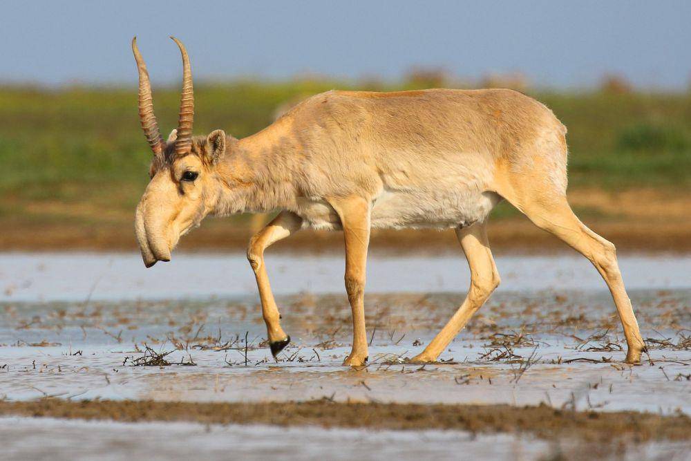 ilustrasi antelop saiga (flickr.com/Johnny El-Rady)