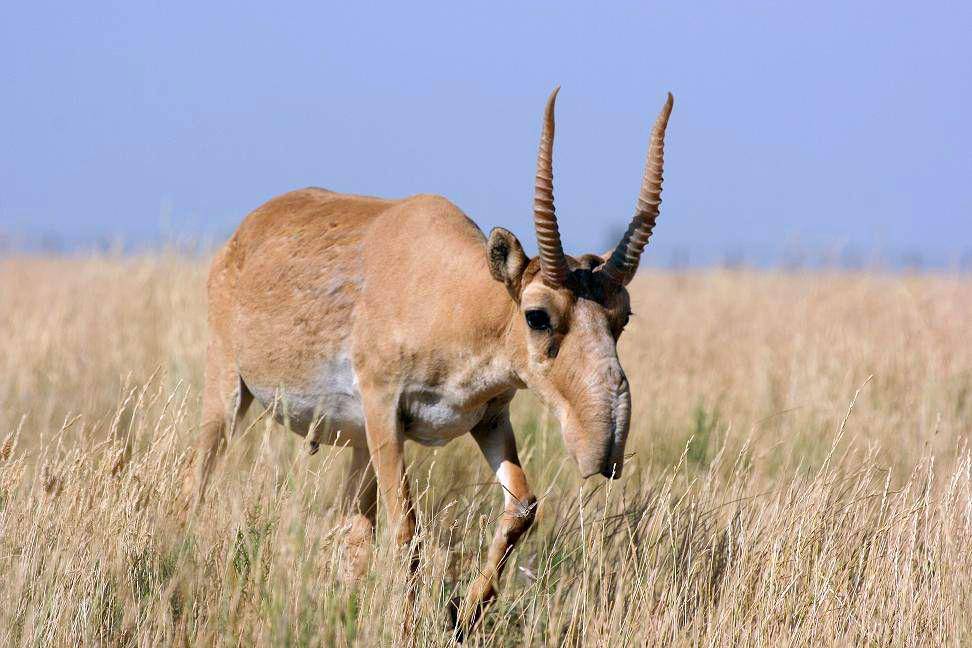 ilustrasi antelop saiga (wikimedia.org/Navinder Singh)