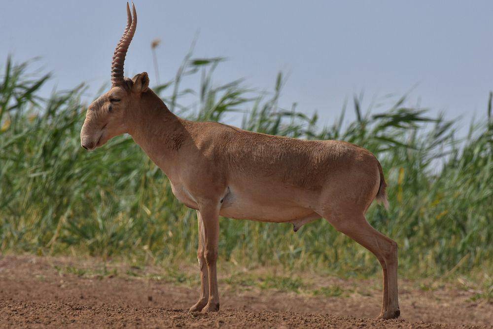 ilustrasi antelop saiga (wikimedia.org/Лариса Артемьева)