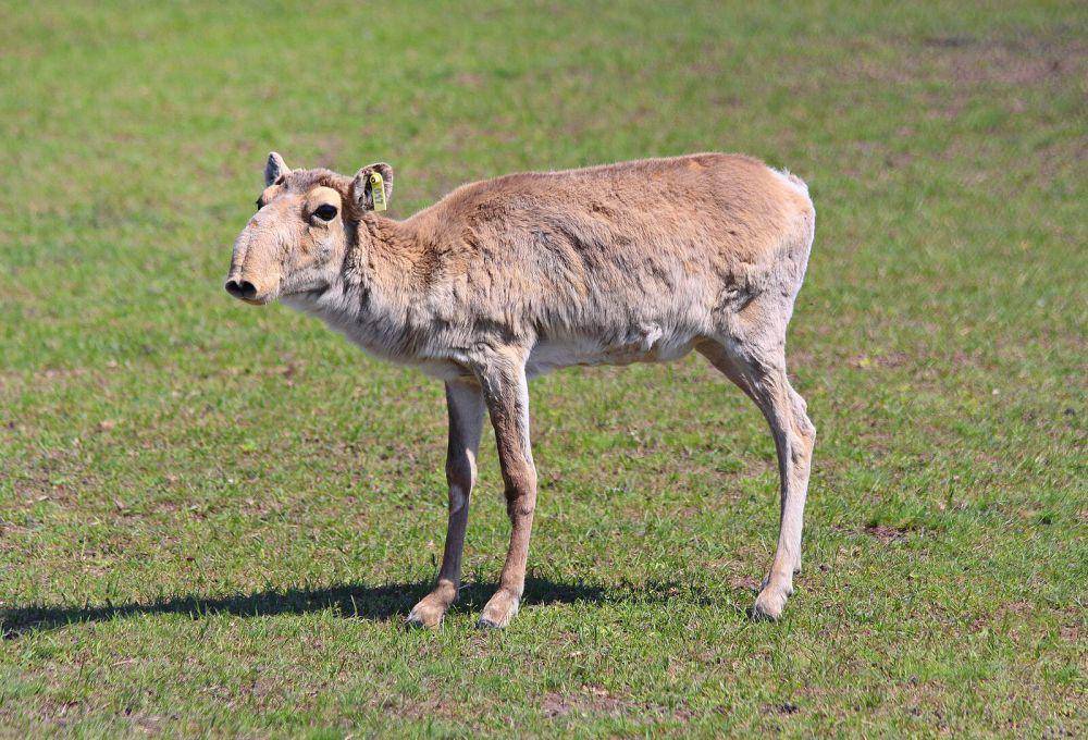 ilustrasi antelop saiga (wikimedia.org/SNCH)