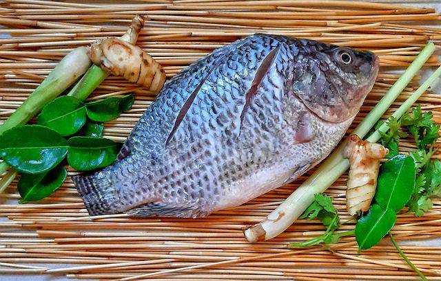 ilustrasi ikan nila (pixabay.com/Pixabay)