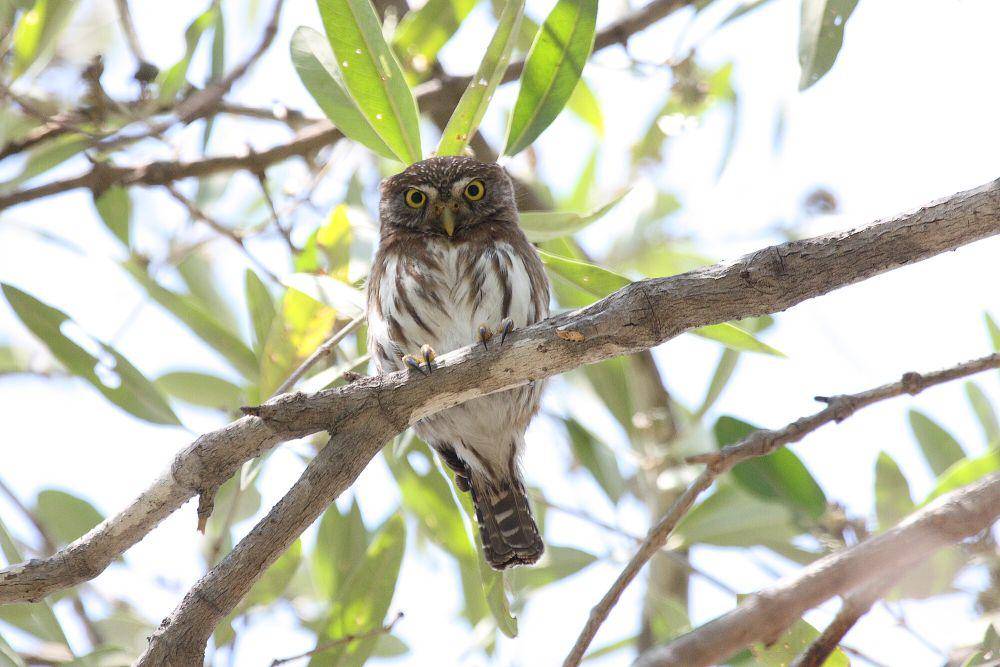Ferruginous pygmy owl (commons.m.wikimedia.org/Dominic Sherony)