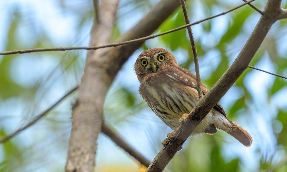 Ferruginous pygmy owl (commons.m.wikimedia.org/Becky Matsubara)