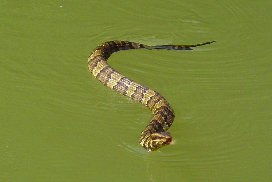 gaya berenang ular cottonmouth (commons.wikimedia.org/Chinmay7)