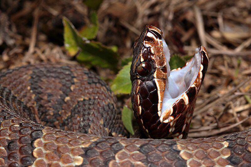 Ular cottonmouth memperlihatkan bagian dalam mulutnya. (commons.wikimedia.org/Rstanton13)