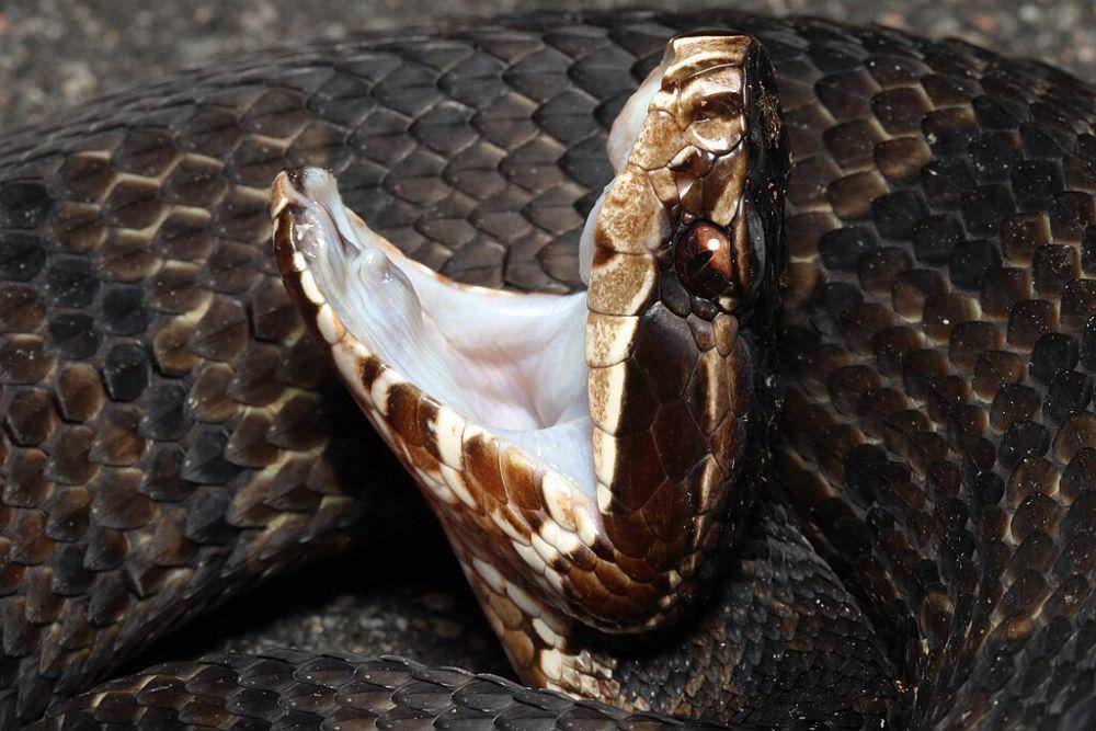 Ular cottonmouth memperlihatkan bagian dalam mulutnya. (commons.wikimedia.org/Rstanton13)