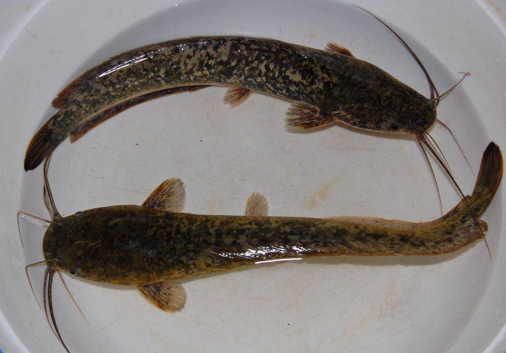 ikan lele (commons.wikimedia.org/W.A. Djatmiko)