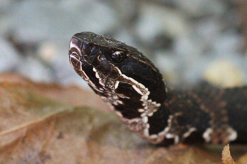 tampak dekat kepala ular cottonmouth (commons.wikimedia.org/Greg Schechter)