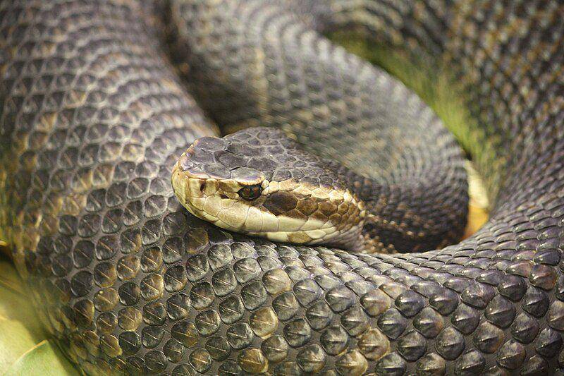 subspesies ular cottonmouth florida di Kebun Binatang Cincinnati (commons.wikimedia.org/Ltshears)