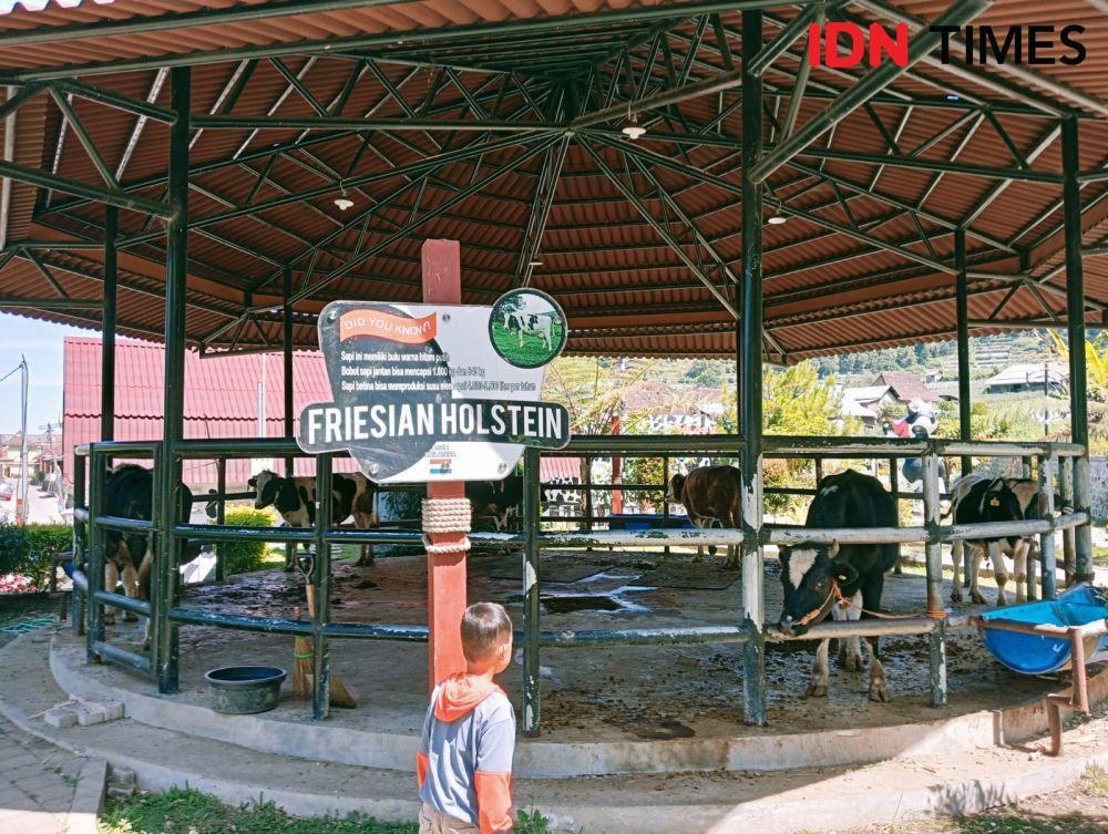 Kuota Pengolahan Susu Dibatasi, Para Peternak Jateng Tekor Jutaan