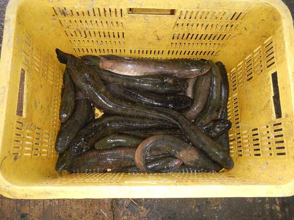 ikan gabus (commons.wikimedia.org/Judgefloro)