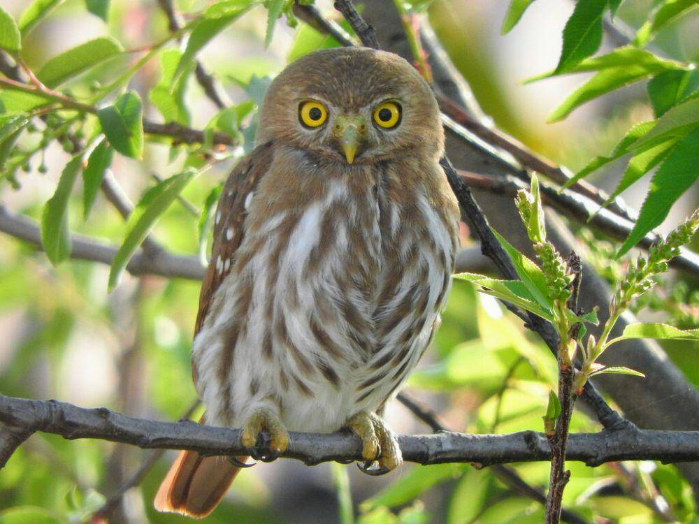 Ferruginous pygmy owl (inaturalist.org/Oscar Alejandro Morales Juarez)