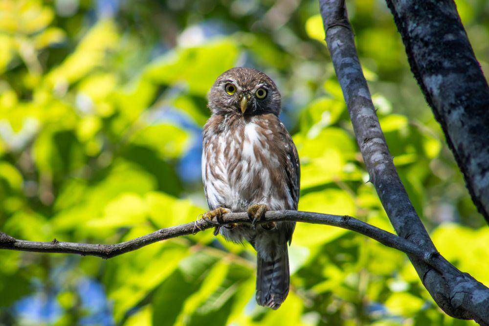 Ferruginous pygmy owl (inaturalist.org/Francisco V. Bezerra Neto)