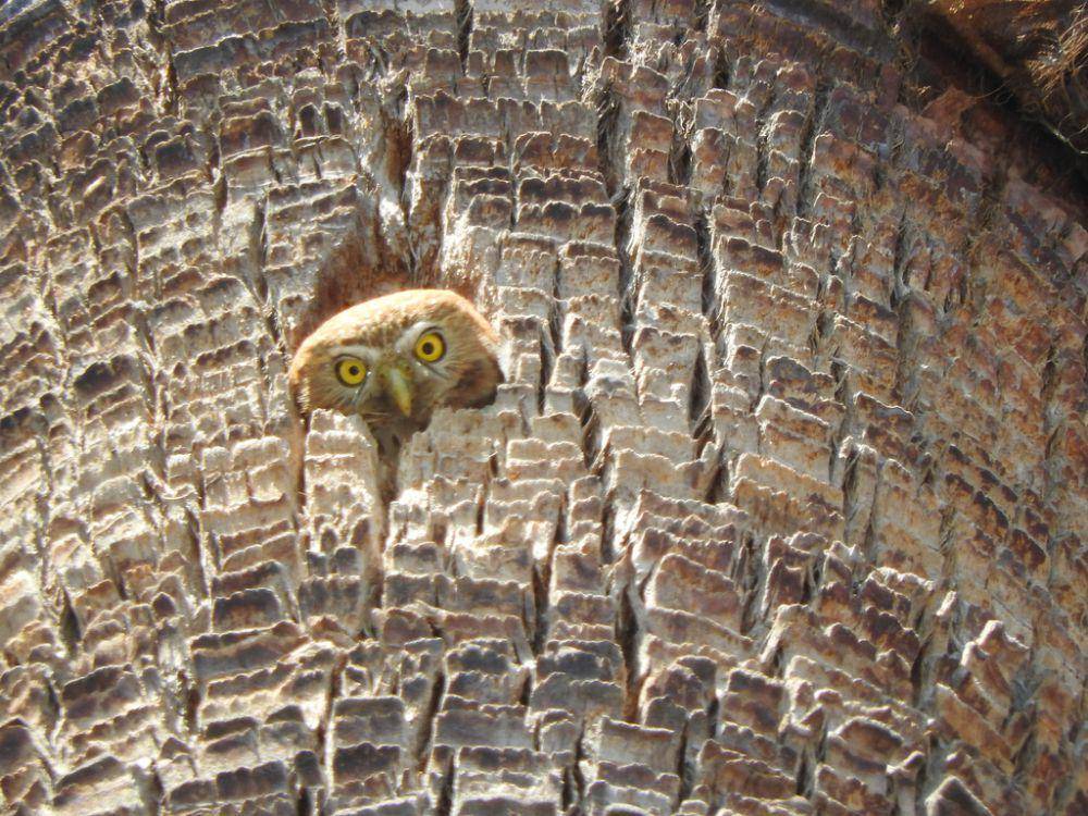 Ferruginous pygmy owl (inaturalist.org/Oscar Alejandro Morales Juarez)