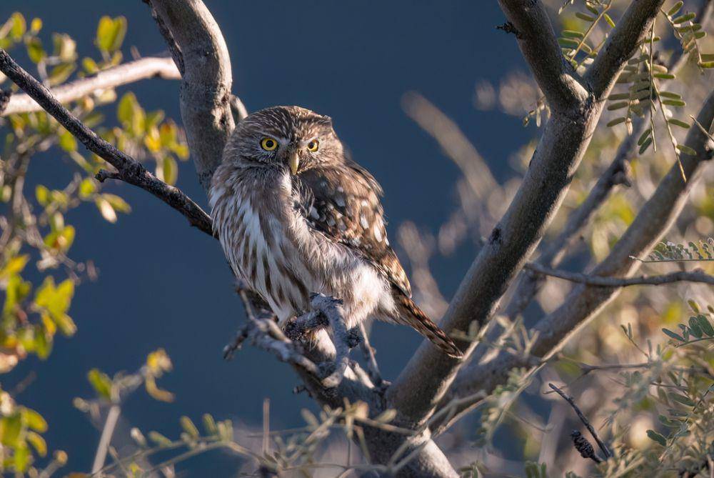 Ferruginous pygmy owl (inaturalist.org Adam Jackson)
