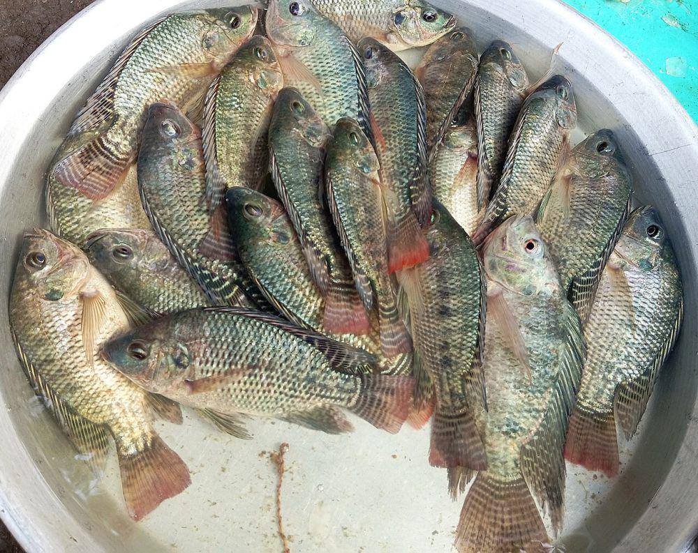 ikan mujair (common.wikimedia.org/Salil Kumar Mukherjee)