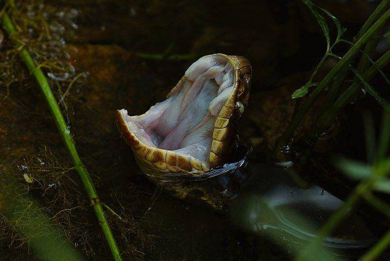 Ular cottonmouth membuka mulutnya saat berada di dalam air. (commons.wikimedia.org/Peter Paplanus)