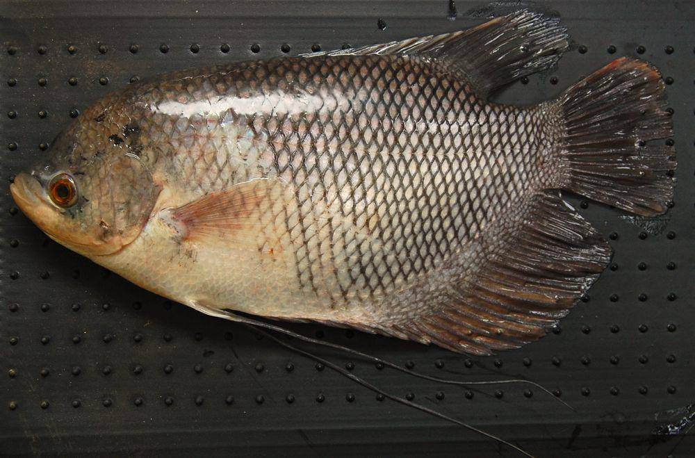 ikan gurame (commons.wikimedia.org/Wibowo Djatmiko)