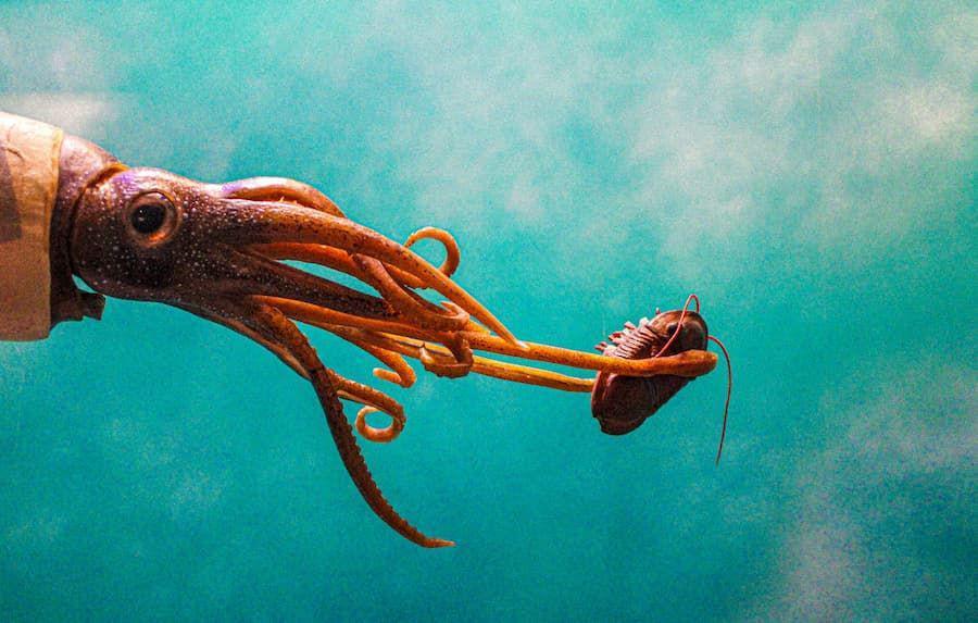 6 Perbedaan Cumi-Cumi dan Sotong, dari Tubuh hingga Habibat