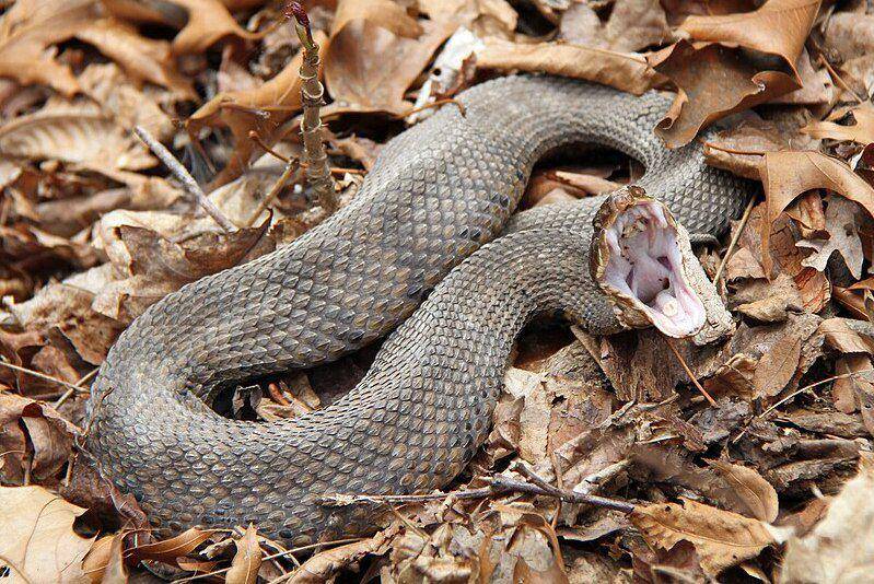 pose mengancam ular cottonmouth (commons.wikimedia.org/Greg Schechter)