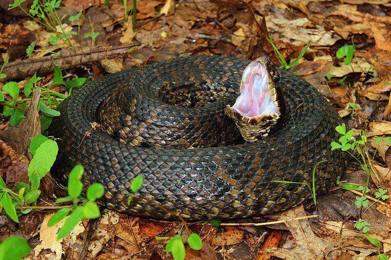 tampak sekujur tubuh ular cottonmouth dalam pose mengancamnya (commons.wikimedia.org/Peter Paplanus)
